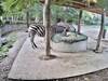 webcam Lubiana (Live Webcam Zebras in Ljubljana ZOO – Slowenien)